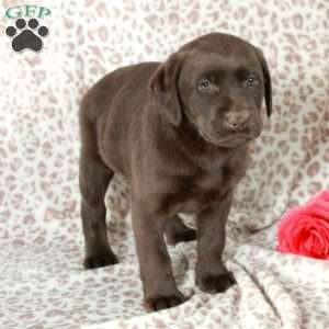 Rex, Chocolate Labrador Retriever Puppy