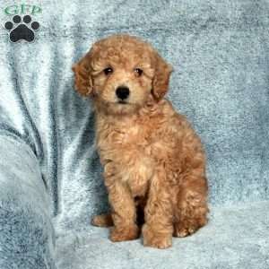 Rex, Miniature Poodle Puppy