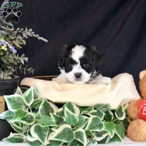 Rex, Teddy Bear Puppy