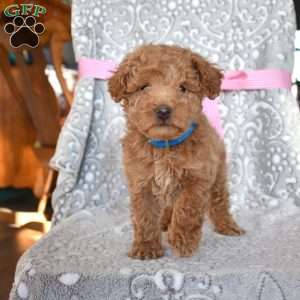 Rex, Toy Poodle Puppy