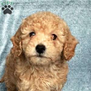 Rex, Miniature Poodle Puppy