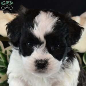 Rex, Teddy Bear Puppy