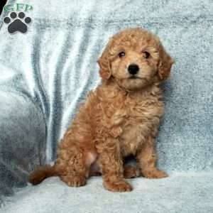Rex, Miniature Poodle Puppy
