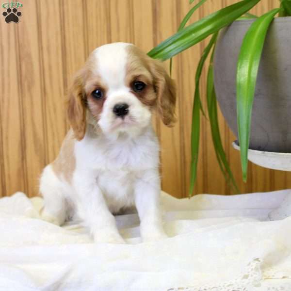 Rhett, Cavalier King Charles Spaniel Puppy