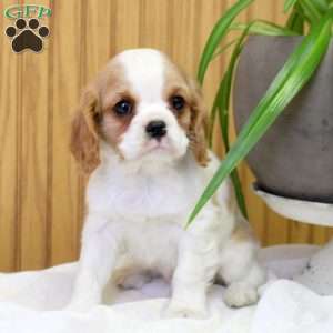 Rhett, Cavalier King Charles Spaniel Puppy