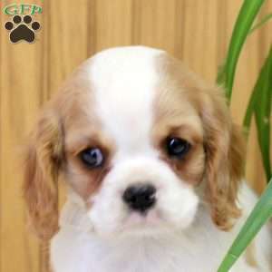 Rhett, Cavalier King Charles Spaniel Puppy