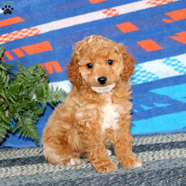 Rianna, Mini Labradoodle Puppy