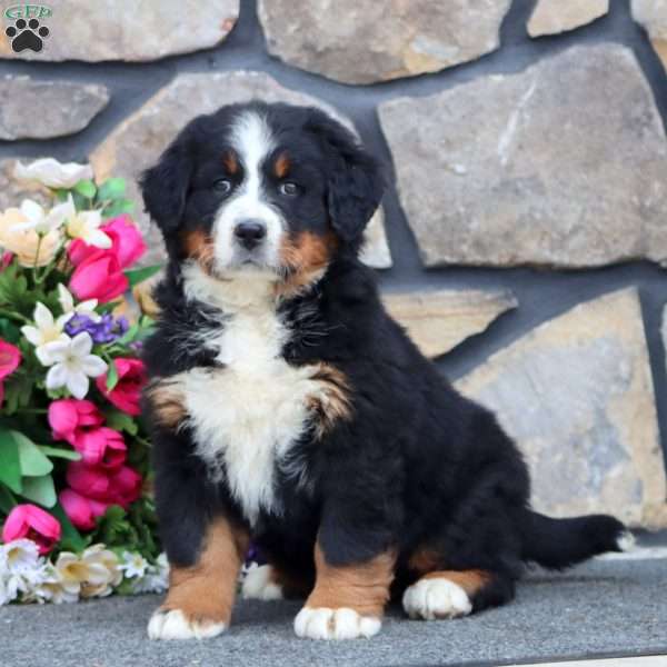 Rianna, Bernese Mountain Dog Puppy