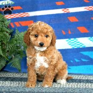 Rianna, Mini Labradoodle Puppy