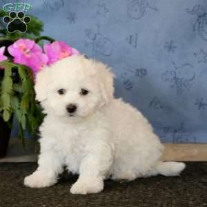 Rianna, Bichon Frise Puppy