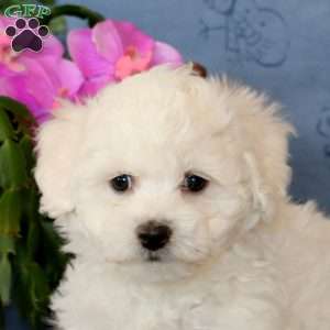 Rianna, Bichon Frise Puppy