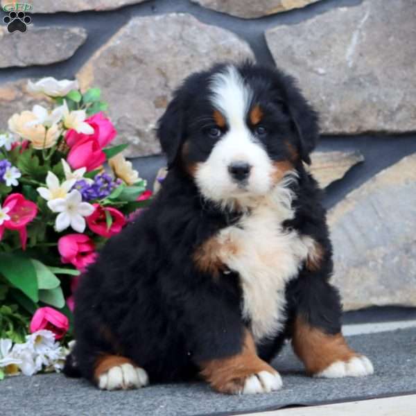 Rich, Bernese Mountain Dog Puppy
