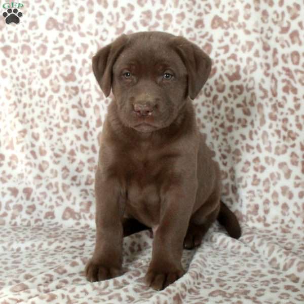 Ricky, Chocolate Labrador Retriever Puppy