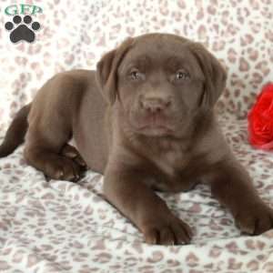 Ricky, Chocolate Labrador Retriever Puppy