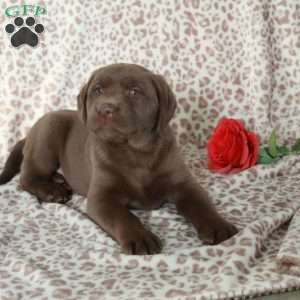 Ricky, Chocolate Labrador Retriever Puppy