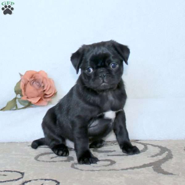 Ricky, Pug Puppy