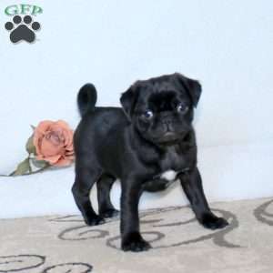 Ricky, Pug Puppy