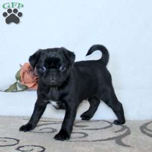Ricky, Pug Puppy