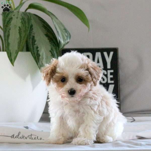 Riley, Bich-Poo Puppy