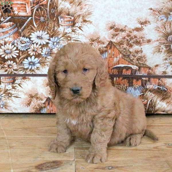Riley, Goldendoodle Puppy