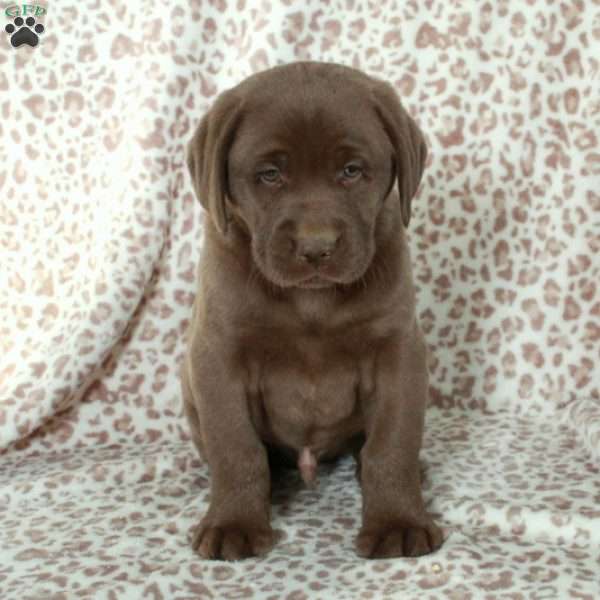 Riley, Chocolate Labrador Retriever Puppy