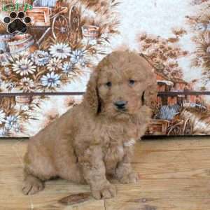 Riley, Goldendoodle Puppy