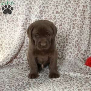 Riley, Chocolate Labrador Retriever Puppy