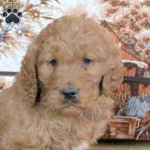 Riley, Goldendoodle Puppy
