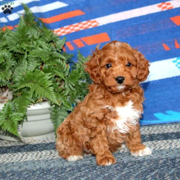 Riley, Mini Labradoodle Puppy