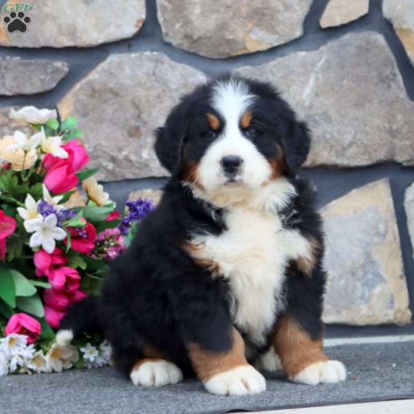 Riley, Bernese Mountain Dog Puppy