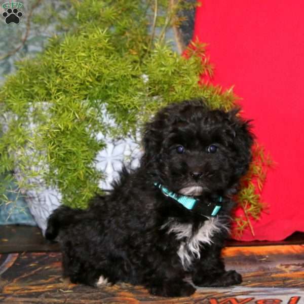 Riley, Havapoo Puppy