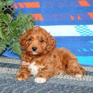 Riley, Mini Labradoodle Puppy