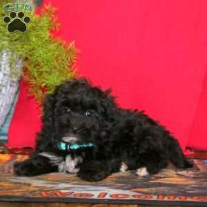 Riley, Havapoo Puppy