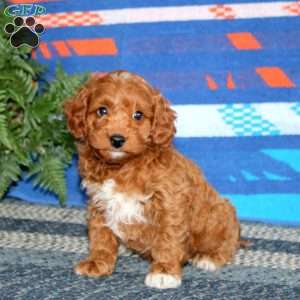 Riley, Mini Labradoodle Puppy