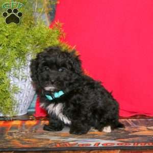 Riley, Havapoo Puppy