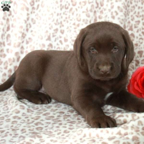 Rio, Chocolate Labrador Retriever Puppy