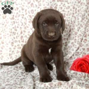 Rio, Chocolate Labrador Retriever Puppy