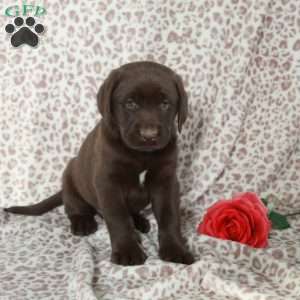 Rio, Chocolate Labrador Retriever Puppy