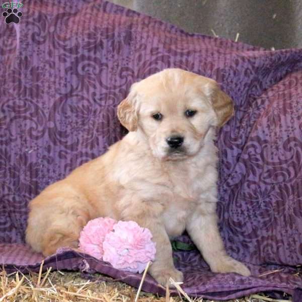 Ripple, Golden Retriever Puppy