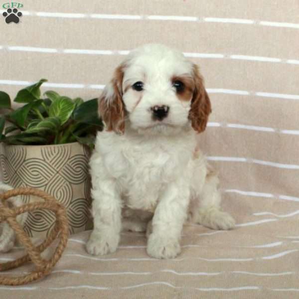 Rita, Cavapoo Puppy