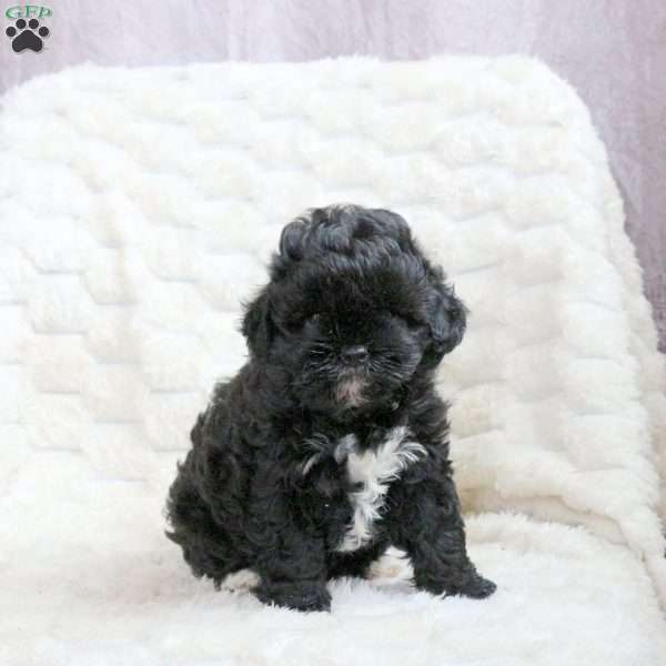 Rita, Shih-Poo Puppy