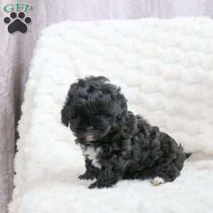 Rita, Shih-Poo Puppy