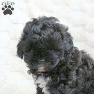 Rita, Shih-Poo Puppy