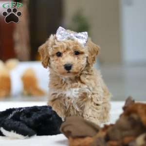 River, Bichon Frise Puppy