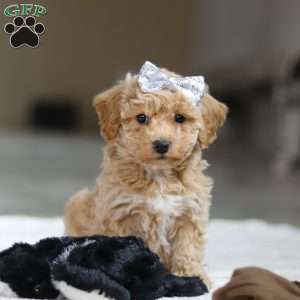 River, Bichon Frise Puppy