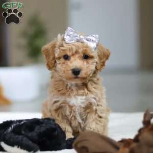 River, Bichon Frise Puppy