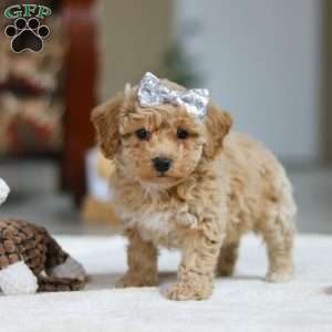 River, Bichon Frise Puppy