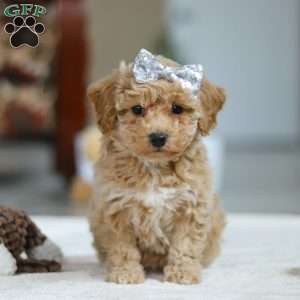 River, Bichon Frise Puppy