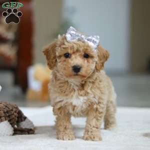 River, Bichon Frise Puppy