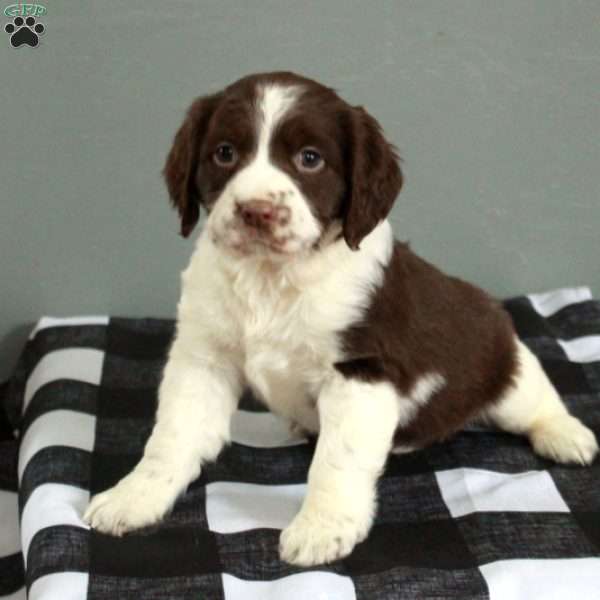 River, English Springer Spaniel Puppy